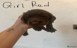 Cocker Spaniel dogs for sale: Cocker Spaniel Puppies - Image 21