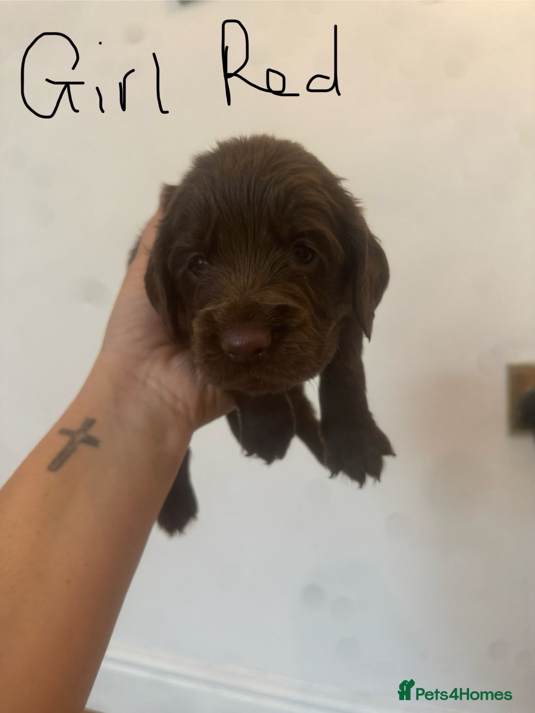 Cocker Spaniel dogs for sale: Cocker Spaniel Puppies - Image 21