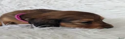 Miniature Dachshund dogs for sale: STUNNING KC SHADED RED LONG HAIR - Advert 18