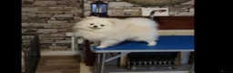 Pomeranian dogs for sale: Pomaranian  - Advert 6