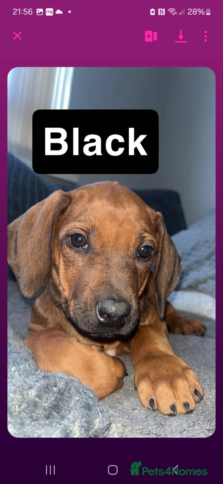 Rhodesian Ridgeback dogs Rhodesian ridgeback pups 1 girl 1 boy - Advert 6