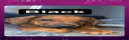 Rhodesian Ridgeback dogs for sale: Rhodesian ridgeback pups 1 girl 1 boy - Advert 1