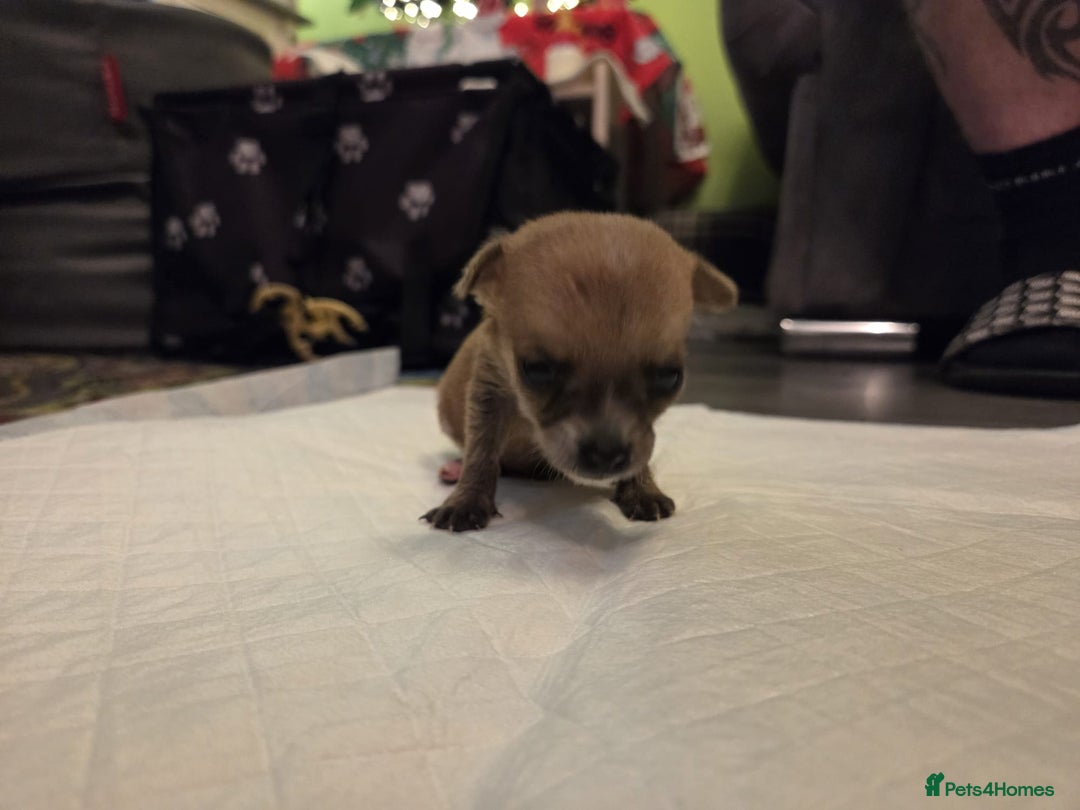 Mixed Breed dogs for sale: Jackchi - Advert 8