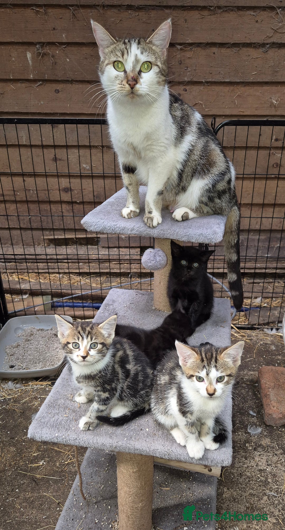 Bengal cats for sale: Bengal Cross Kittens - Image 1