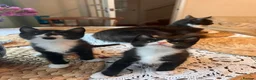 Mixed Breed cats for sale: Beautiful Maine Coon Mix Kittens in Boston - Advert 7