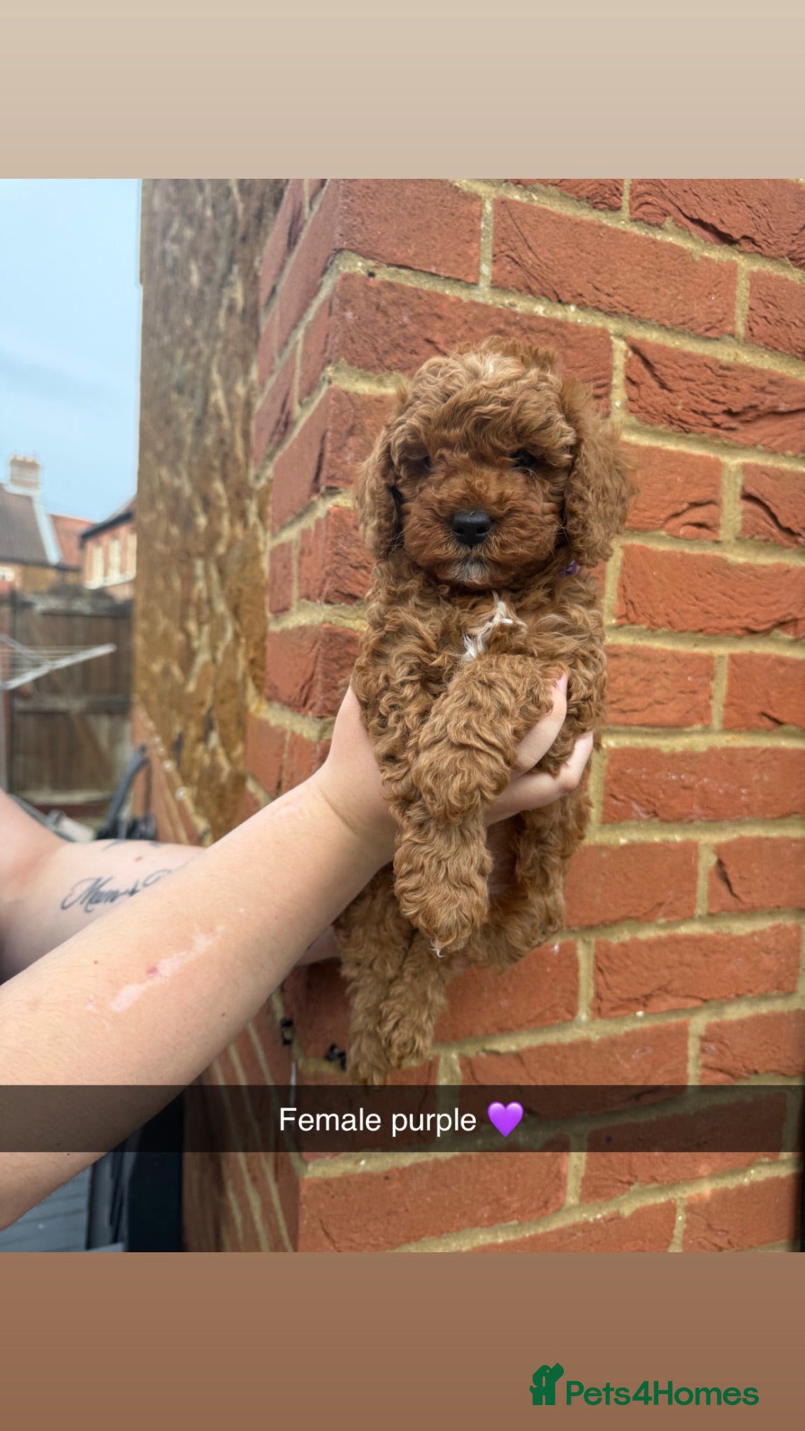 Cavapoo dogs F1bb Toy Cavapoo Puppies  Only 1 Gorgeous Girl  - Advert 1