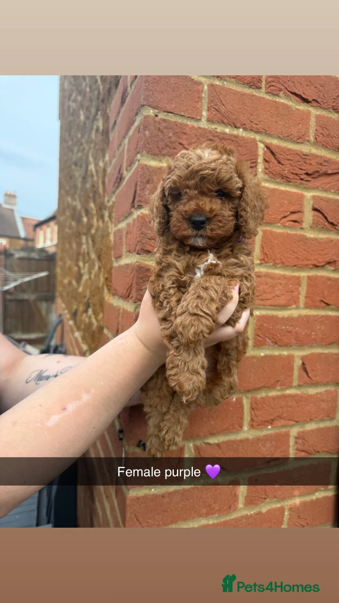 Cavapoo dogs for sale: F1bb Toy Cavapoo Puppies  Only 1 Gorgeous Girl  - Advert 1
