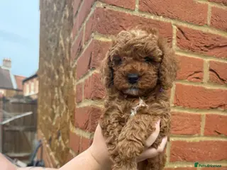 Cavapoo dogs F1bb Toy Cavapoo Puppies Only 1 Gorgeous Girl - Advert 1
