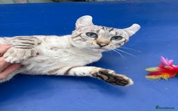 Keetso cats for sale: Superb polydactyl curled eared Keetso girl  - Image 26