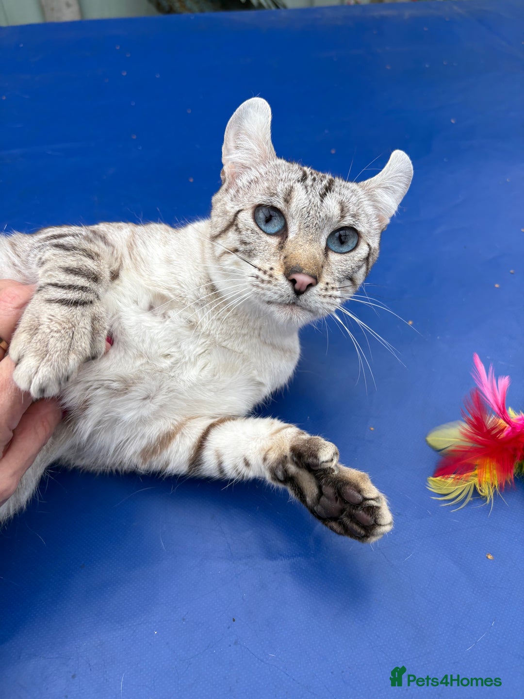 Keetso cats for sale: Superb polydactyl curled eared Keetso girl  - Image 26