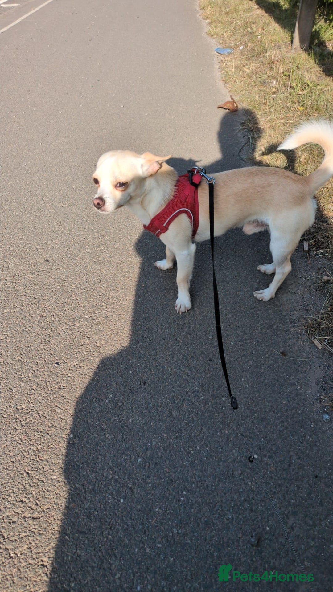Mixed Breed dogs for sale: Chihuahua mix boy for sale - Image 5