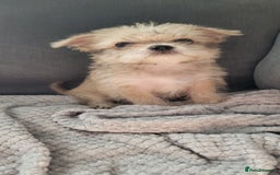 Mixed Breed dogs for sale: Jack russel cross pomeranian puppies  - Image 15