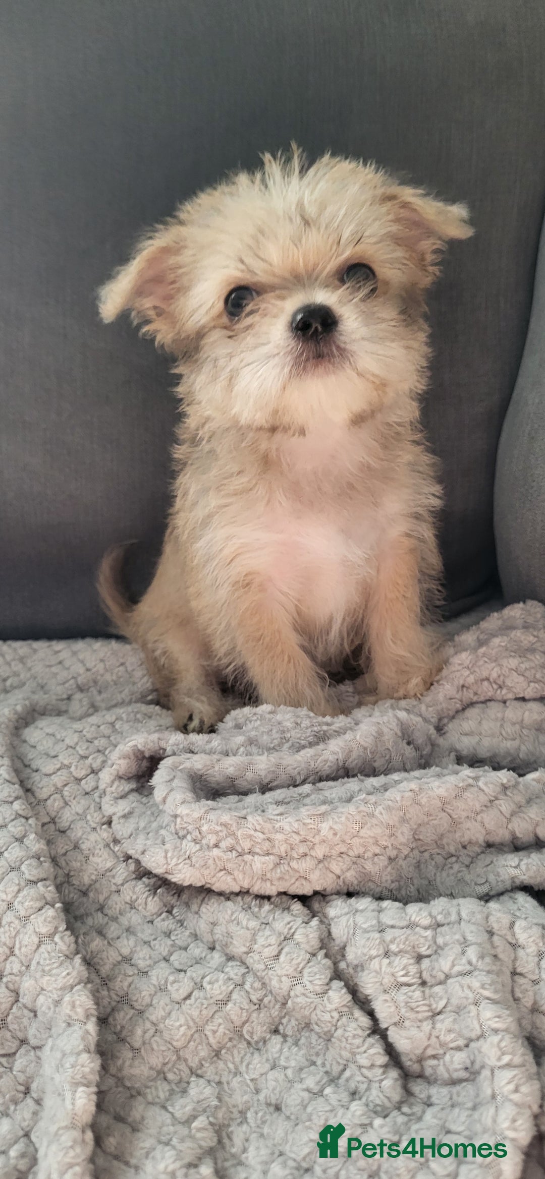 Mixed Breed dogs for sale: Jack russel cross pomeranian puppies  - Image 15