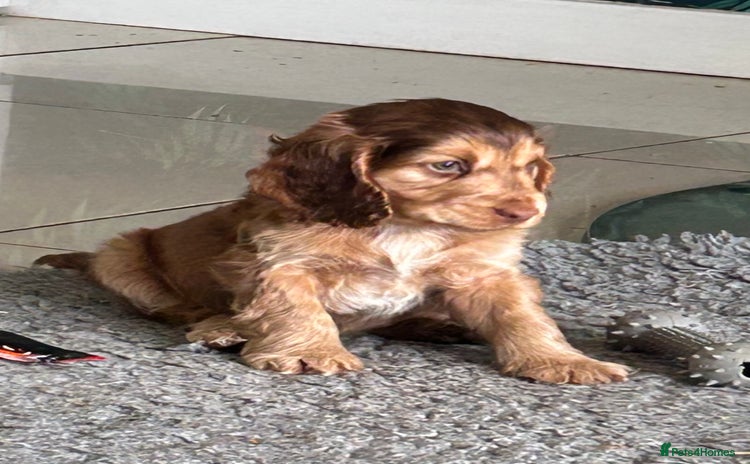 Cocker Spaniel dogs - Advert 9