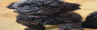Cavapoo 2