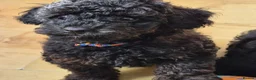 Cavapoo dogs for sale: Amazing Miniature cavapoo f1b puppies - Advert 13