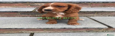 Green boy 