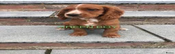 Cockalier dogs for sale: 1 boy only left Ruby red cockalier  - Advert 19