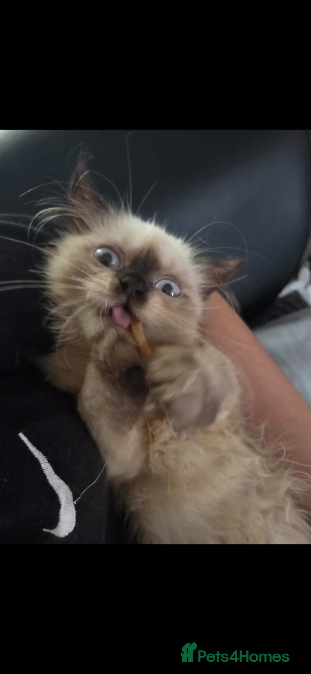 Ragdoll cats for sale: X2 ragdoll x kittens  - Advert 2