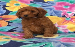 Cockapoo dogs for sale: Cockapoo puppies for sale - Image 6