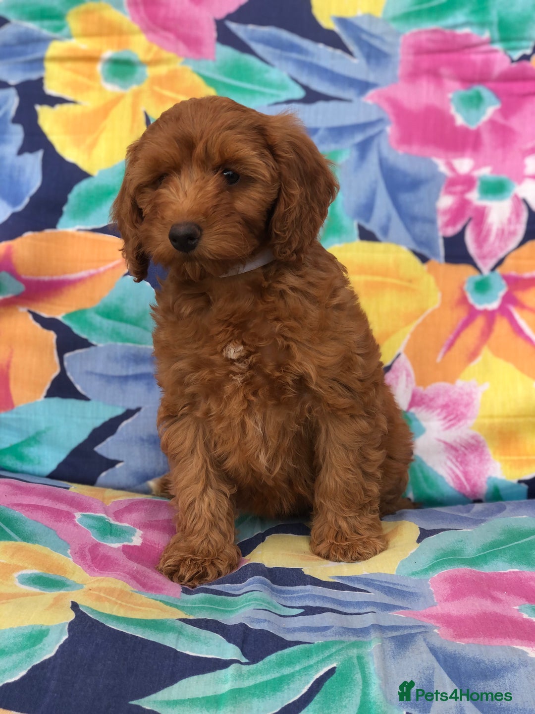Cockapoo dogs for sale: Cockapoo puppies for sale - Image 6
