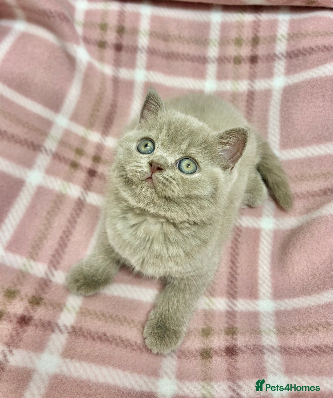 British Shorthair cats for sale: GCCF British Shorthair for Sale - Advert 19