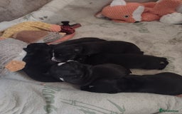 Mixed Breed dogs for sale: Staffy x puppies  - Image 7