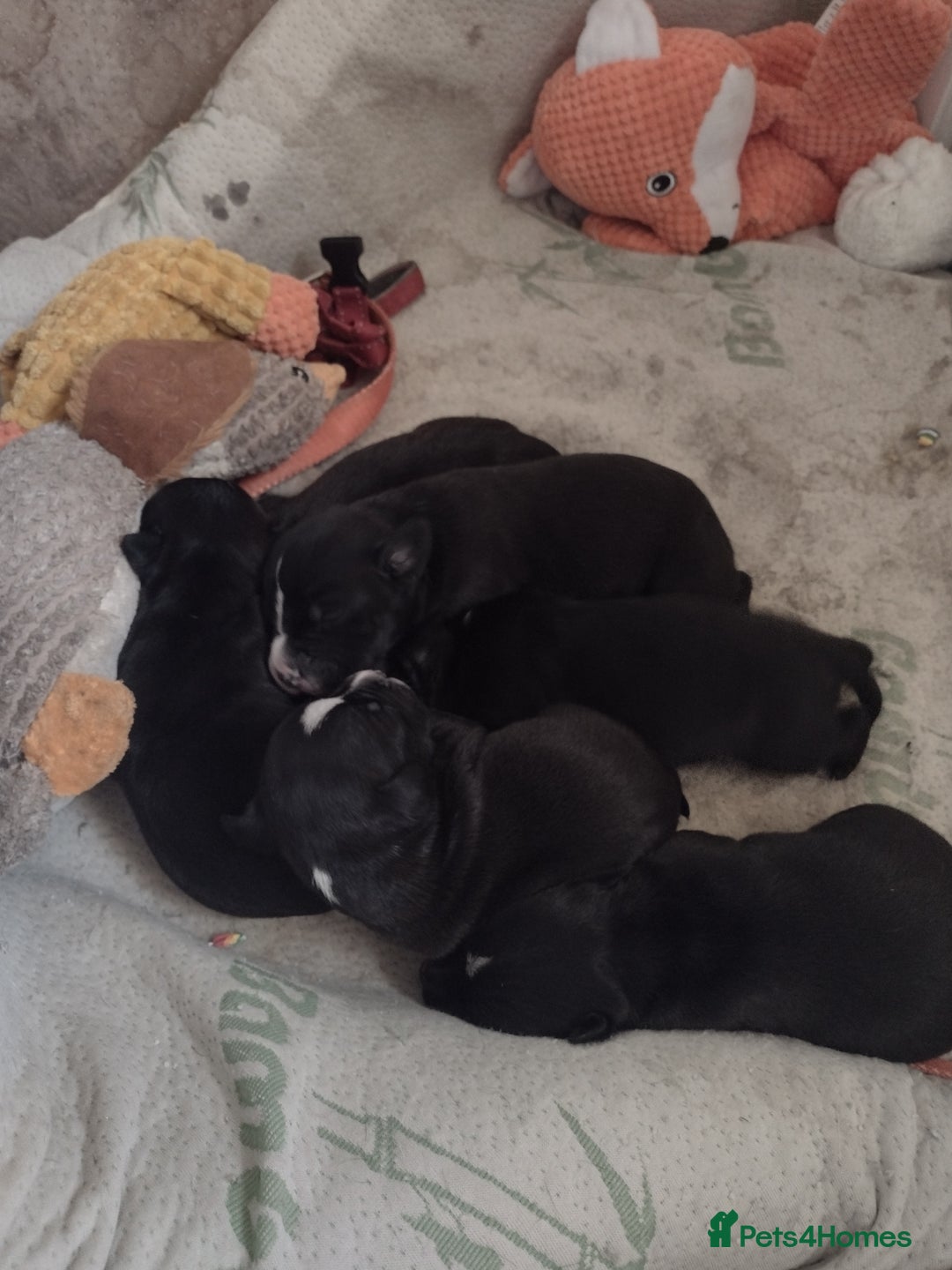 Mixed Breed dogs for sale: Staffy x puppies  - Image 7