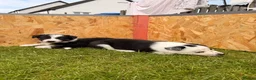 Border Collie dogs for sale: Gorgeous Border Collie puppies  - Advert 27
