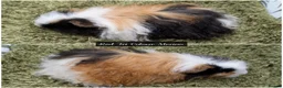 Guinea Pig rodents for sale: Long Haired Baby Guinea Pigs in Roche Cornwall - Advert 3