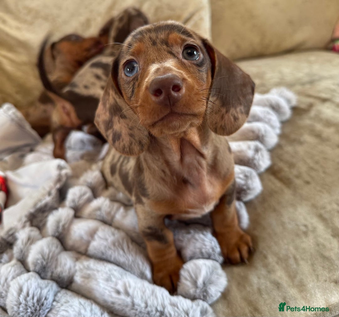 Miniature Dachshund dogs for sale: ❤️🐾💫 Outstanding Miniature Dachshunds 🐾❤️💫 - Image 30