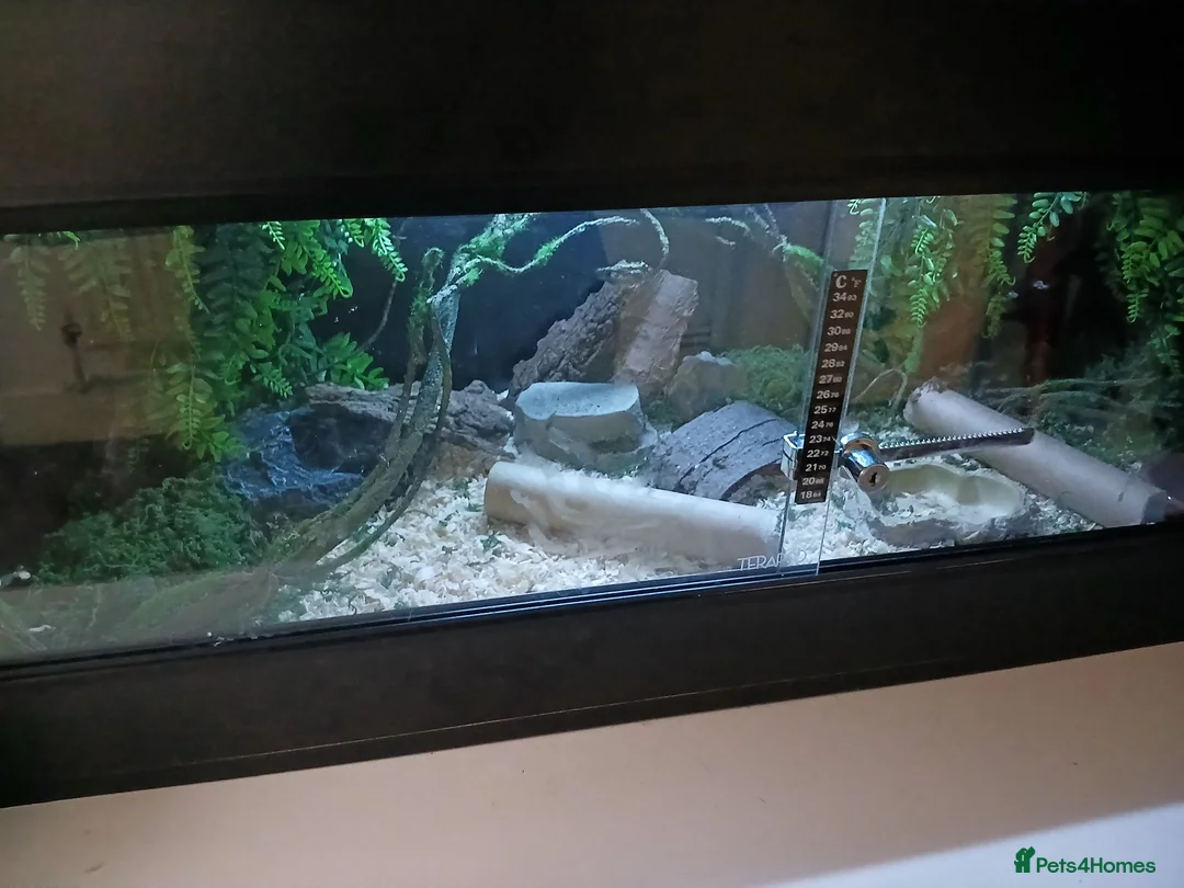 Leopard Gecko reptiles for sale: Leopard gecko and set up - Advert 2