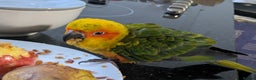 Conures birds for sale: Sun Conure super friendly baby - Advert 3