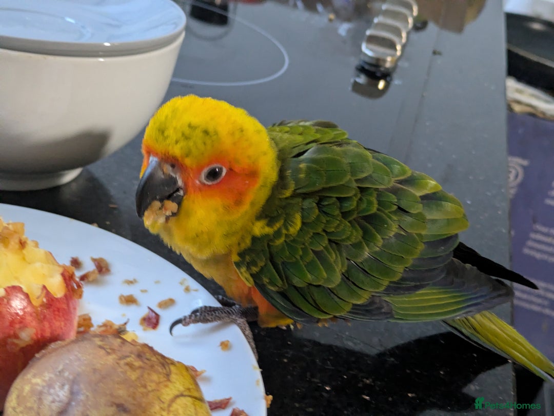 Conures birds for sale: Sun Conure super friendly baby - Advert 3