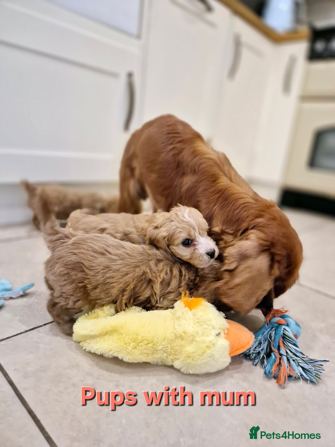 Cavapoo dogs for sale: Adorable F1 Cavapoo Puppies  - Advert 1