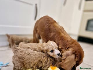 Cavapoo dogs Adorable F1 Cavapoo Puppies - Advert 1