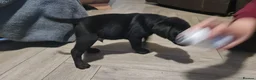 Labrador Retriever dogs for sale: Labrador Puppies *** Last Boy Left Ready to Go*** - Advert 3
