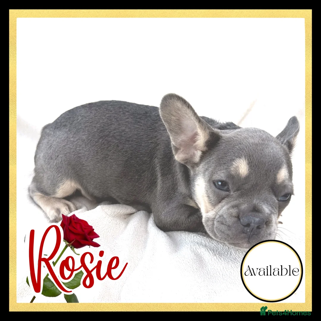 French Bulldog dogs for sale: Excellent Bloodline KC French Bulldogs A** Tested - Advert 30