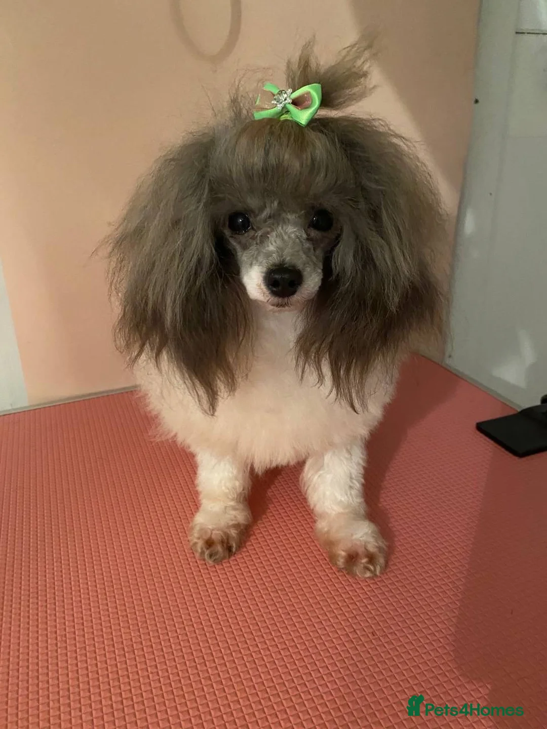 Toy Poodle dogs for stud: 7.5inch Toy HEALTH TESTED ASIAN IMPORT in Guildford - Advert 32