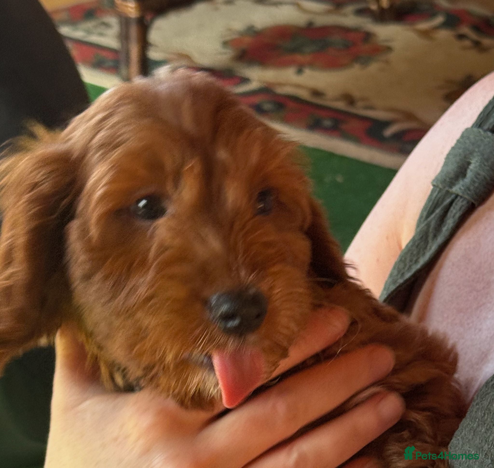 Cockapoo dogs READY NOW Last cheeky boy available - Advert 17