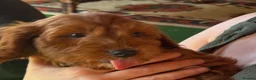 Cockapoo dogs for sale: READY NOW Last cheeky boy available - Advert 1