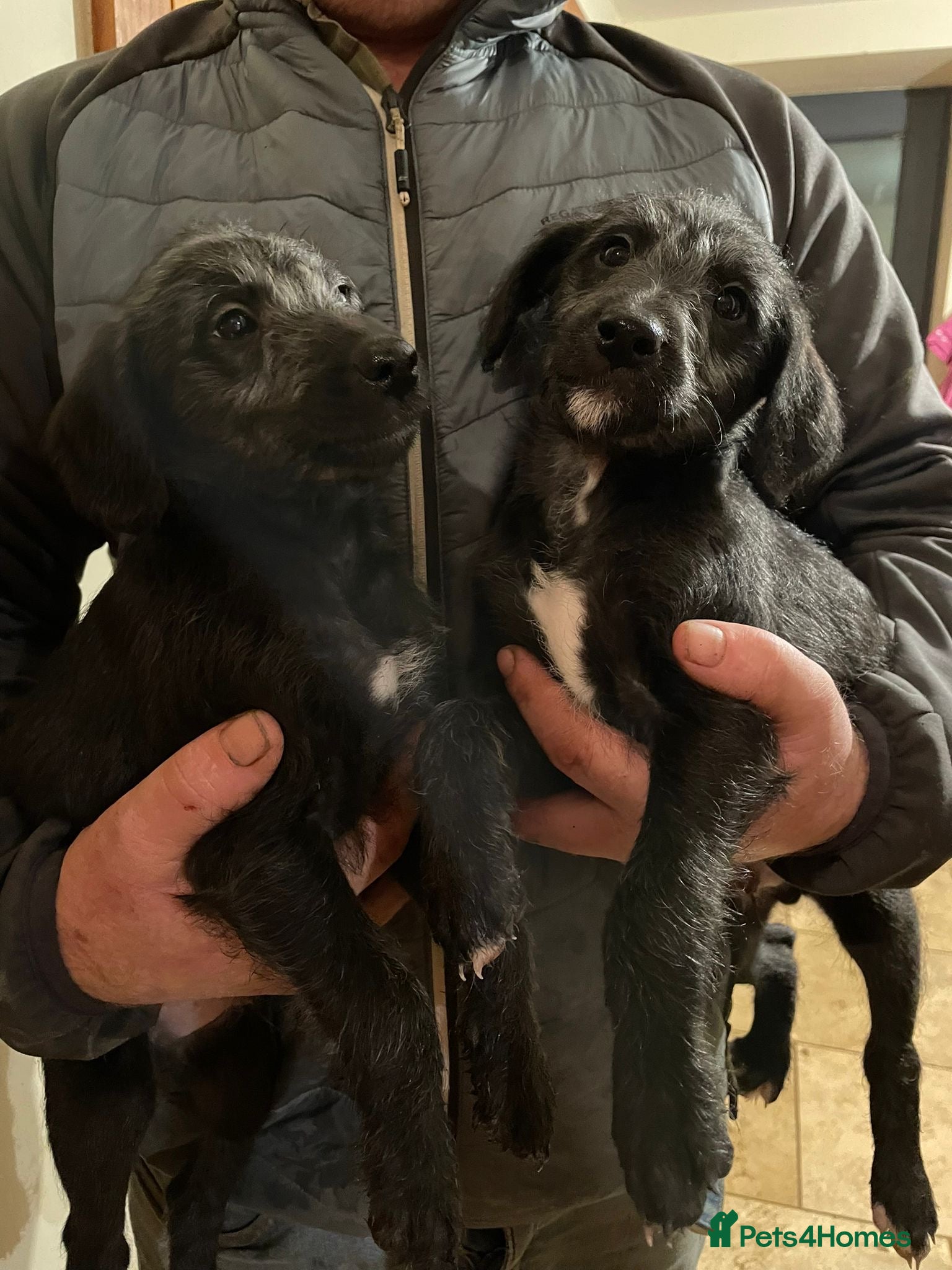 Mixed Breed dogs TWO BEAUTIFUL BOYS LEFT, F1 BEDLINGTON WHIPPETS! - Advert 2
