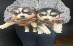 Pomsky dogs for sale: Stunning F4 Pomskies - Image 4