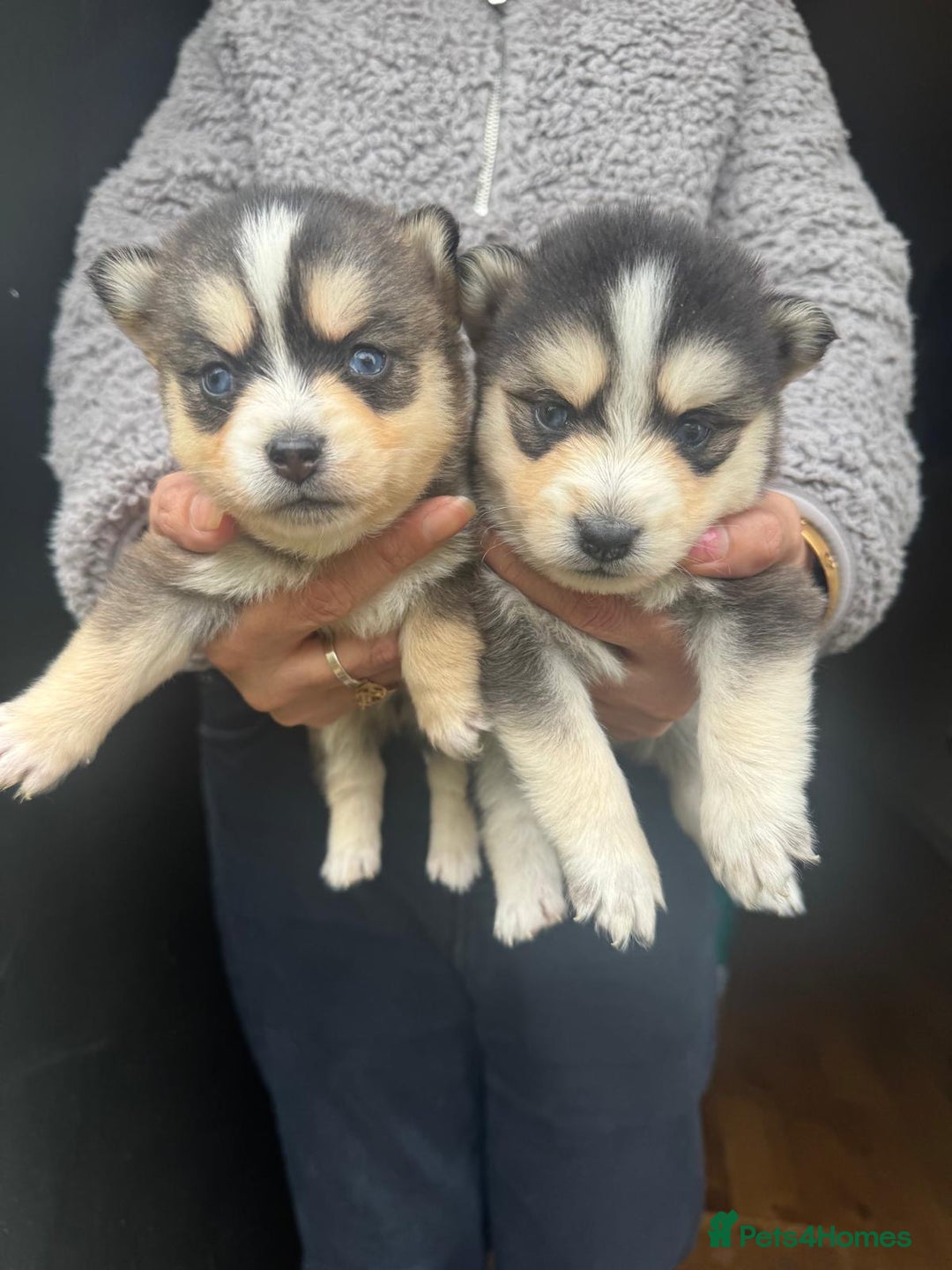 Pomsky dogs for sale: Stunning F4 Pomskies - Image 4