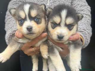 Pomsky dogs - Advert 1