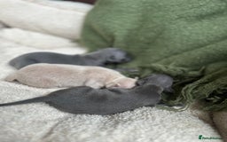Italian Greyhound dogs for sale: Beautiful Italian greyhounds - Polish Bloodlines - Image 22