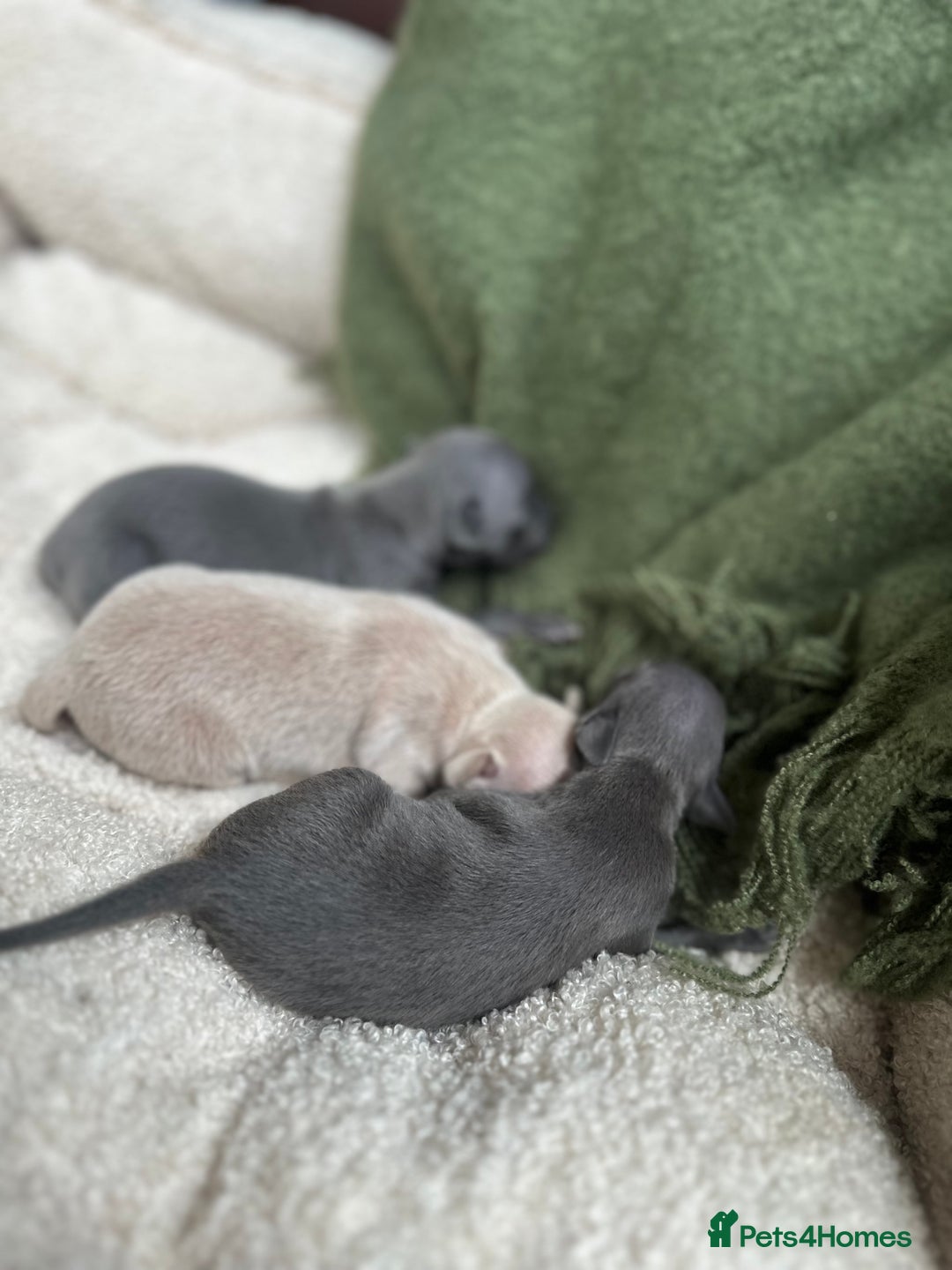 Italian Greyhound dogs for sale: Beautiful Italian greyhounds - Polish Bloodlines - Image 22