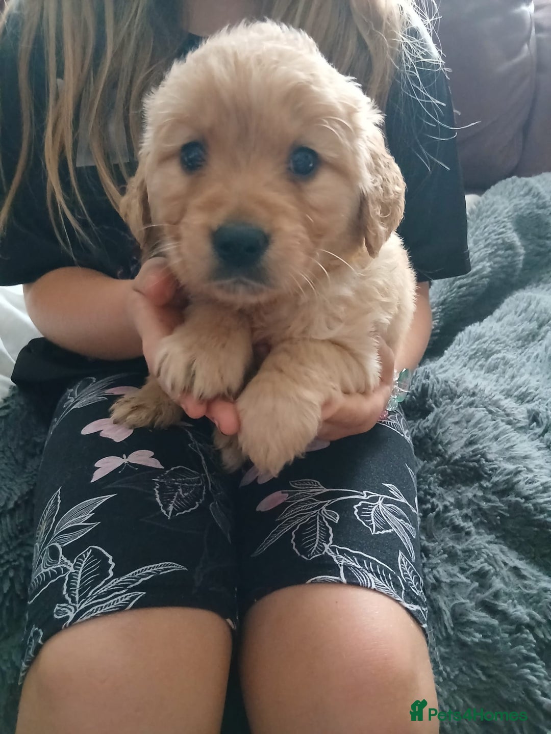 Golden Retriever dogs for sale: 🐾 Golden Retriever Puppies – Ready Soon! 🐾 - Image 27