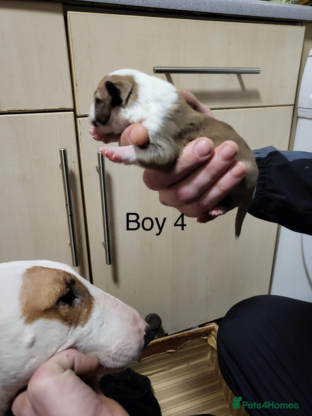 English Bull Terrier dogs for sale: English bull terrier puppies  - Advert 10