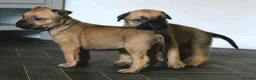 Mixed Breed dogs for sale: 🧬Bull herders🧬 - Advert 7